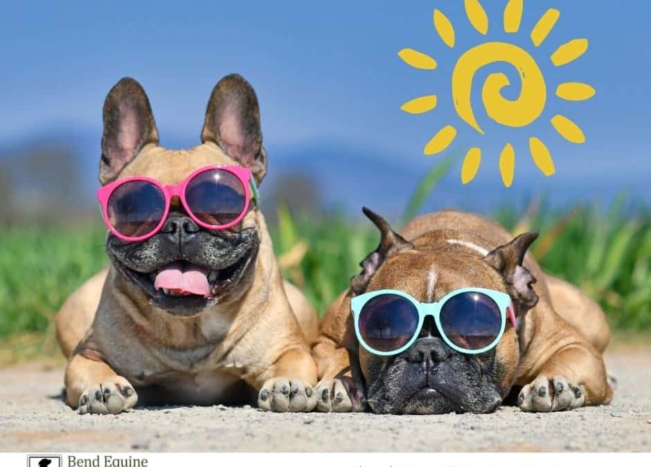 Hot Weather Tips For Central Oregon Pets